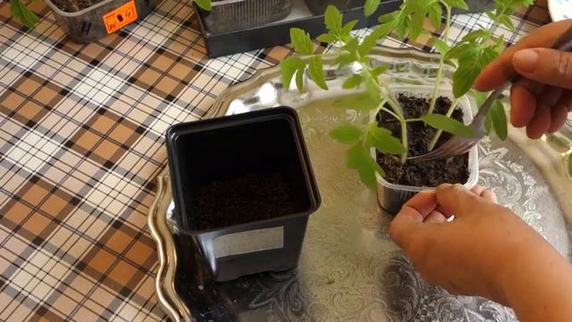 460. ПИКИРУЮ ТОМАТЫ=15 сортов=ТОМАТАМ 3 НЕДЕЛИ смотреть онлайн