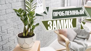 Что делать, если Замиокулькас погибает?  ✔️ Болезни и вредители? Советы эксперта Хитсад Тв