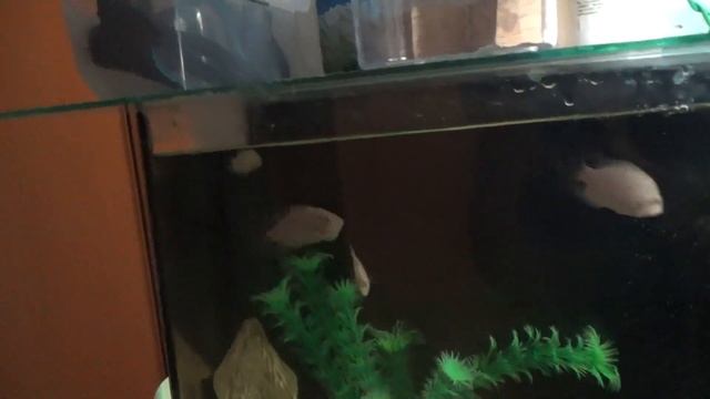 КАК СОЗДАТЬ ПАРУ ЦИХЛОЗОМ ФЛАМИНГО (САМЕЦ + САМКА) СЕКРЕТЫ 31# смотреть онлайн