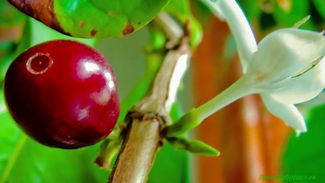 Плодовые растения для комнаты и зимнего сада смотреть онлайн