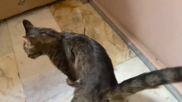 "SAVE ME!" Rescue poor kitten, who survived a cold night God's miracle saved the kitten? смотреть онлайн