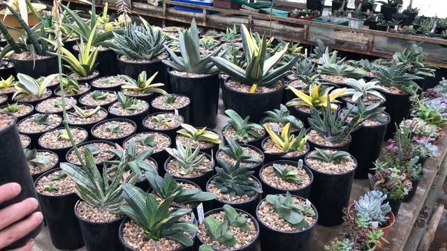 Коллекция редких Гастерий Георгия Аристова - Gasteria collection смотреть онлайн