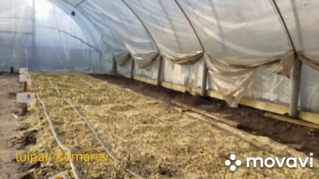 выгонка тюльпанов к 8 Марта 2020. 18.01 смотреть онлайн