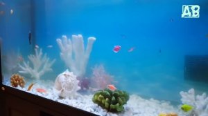 МУТНАЯ ВОДА В АКВАРИУМЕ ЧТО ДЕЛАТЬ ОШИБКИ НАЧИНАЮЩИХ АКВАРИУМИСТОВ!