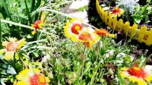 Гайлардия-многолетник.Посадка и уход.