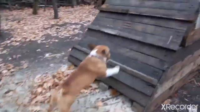 ФРАНЦУЗСКИЙ БУЛЬДОГ РОДЯ. смотреть онлайн