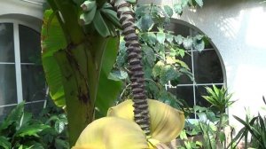 ШКОЛЬНАЯ ОРАНЖЕРЕЯ