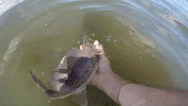 AMAZING Day Fishing With GULP Shrimp! Best Inshore Bait EVER!?!? смотреть онлайн
