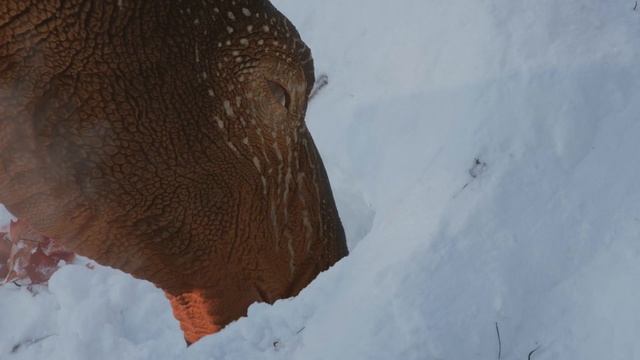 Dino Dana | Dino, It's Cold Outside | Episode Promo | Michela Luci, Saara Chaudry смотреть онлайн