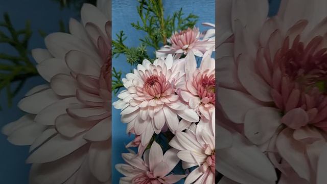 Кустовая хризантема Подольск смотреть онлайн