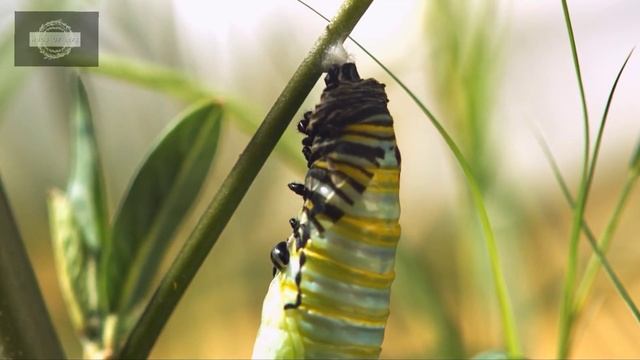 Life cycle of a butterfly 4k HD || From eggs to full grown butterflies || Hugs of life || смотреть онлайн