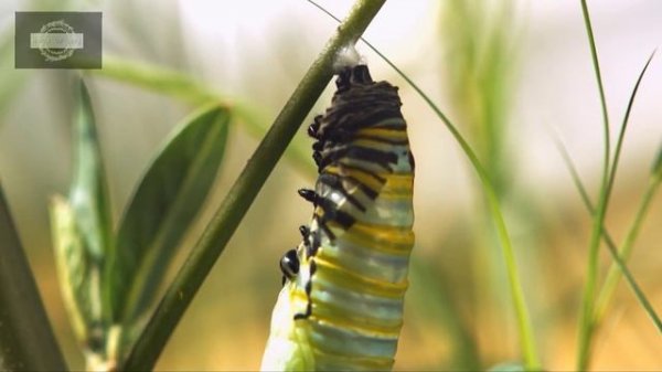 Life cycle of a butterfly 4k HD ||  From eggs to full grown butterflies  || Hugs of life ||