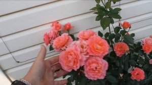 Роза плетистая Дрим Уивер - превосходно!?Одна из самых лучших! Особенности сорта, выбор места.