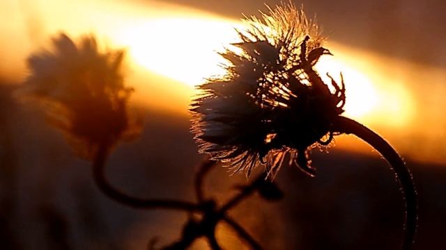 МУЗЫКА ЛЮБВИ... Потому, что я люблю тебя - Вадим Гурьев смотреть онлайн