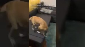 Видео-инструкция, как приучать собаку оставаться дома одной