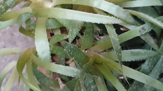 Foster & Grow - Aristaloe Aristata (Lace Aloe) смотреть онлайн