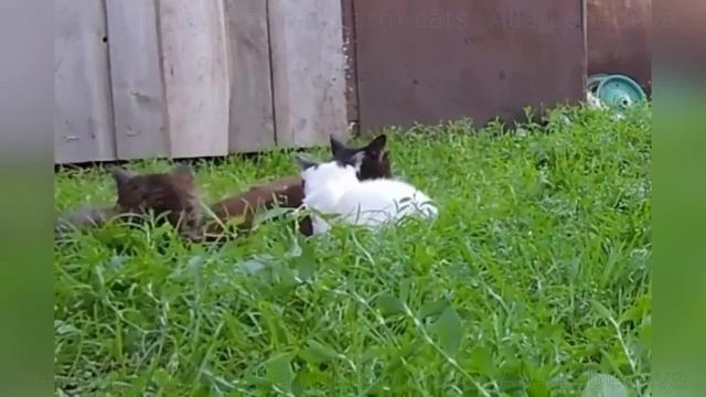 #Koshlandia Лапа Подсолнух Затмение Марго #Котята Siberian farm #cats смотреть онлайн