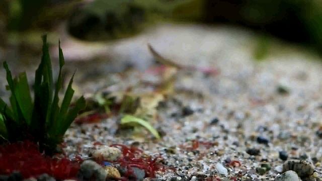 TETRAODON Schoutedeni, Africa's Smallest Freshwater Spotted Puffer