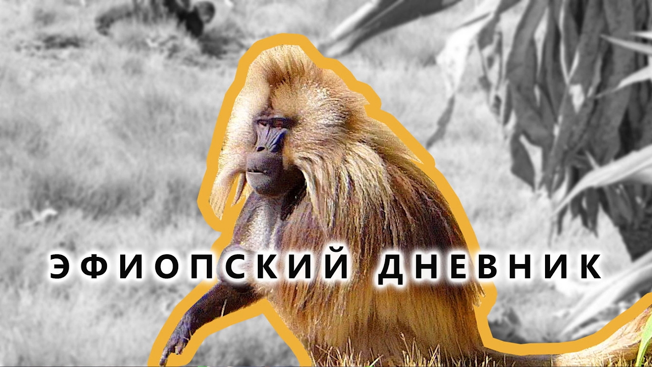 Бабуин «Кровоточащее сердце» - Эфиопский дневник №05
