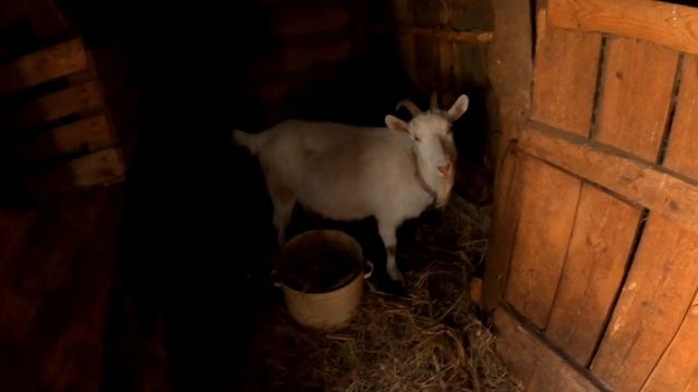 Ловушка СРАБОТАЛА! Едем на рыбалку и навещаем землянку и дом на дереве!