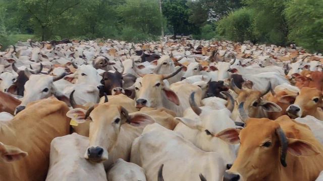 Parampujya Sadgurudev Brahmvetta Shri Devraha Hans Baba ji ashram gau maata darshan смотреть онлайн
