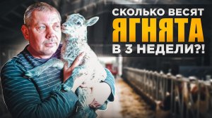 Разведение овец в домашних условиях: взвесил маленьких ягнят и АЮНУ. "Мое Подворье"