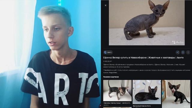 Сфинксы - Шерстяные покровы | Браш, Флок, Лысый, Донской, Канадский Сфинксы смотреть онлайн