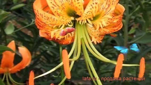 Лилия видовая Генри (lilium) ? видовая лилия Генри обзор: как сажать, луковицы лилии Генри смотреть онлайн