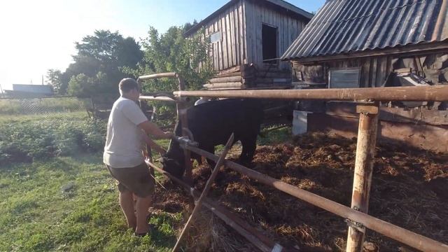 Мы построили калду для телят. Вывели нашего телёнка Уголька. смотреть онлайн