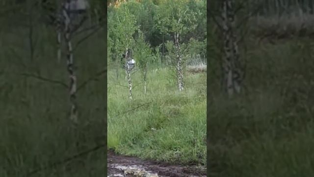 болотоходы по болоту смотреть онлайн