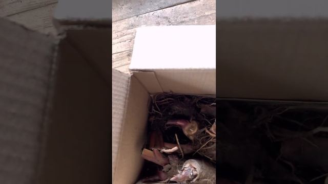 Канна отправляется зимовать в погреб. Готовлю канну к зиме. смотреть онлайн