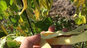 Фасоль Водопад желтый