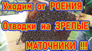 Уходим от Роения ! Отводки на Зрелые свищевые маточники !