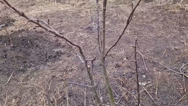 искусственная кора! все посажено! смотреть онлайн
