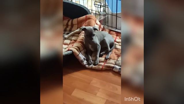 Пти брабансон Сильвер