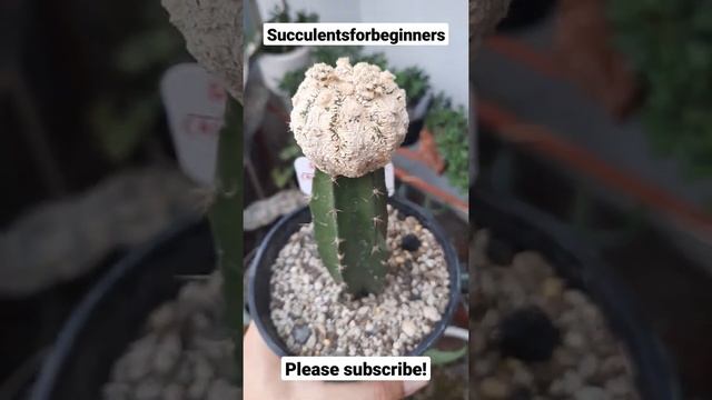 Super Kabuto - Astrophytum Asterias смотреть онлайн