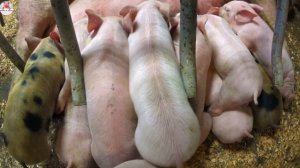 ‼️‼️МИЛЛИОН НА СВИНЬЯХ В ТОПЕ ‼️РОЛИК КОТОРЫЙ НАБРАЛ 2 МИЛЛИОНА ПРОСМОТРОВ ‼️‼️