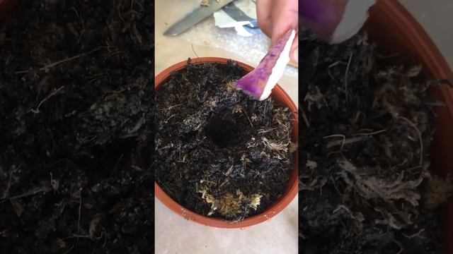 CARA TANAM UBI COLOCASIA(MUDAH DAN SELAMAT) смотреть онлайн