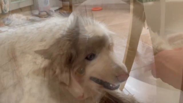 Die glücklichen Marik und Bin fahren zur Familie смотреть онлайн