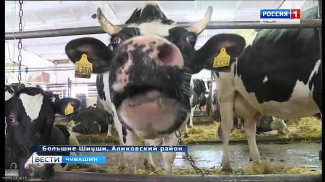 Одно из хозяйств Аликовского района бьёт рекорды по надоям молока смотреть онлайн