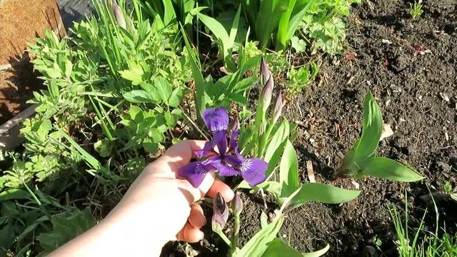 Мой сад в МАЕ! смотреть онлайн