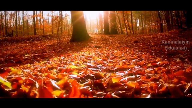 Pithavae Um Sittham Saythidae || New Christian Song || shibu || Sung By Bro.Caleb Martin || 2020 смотреть онлайн