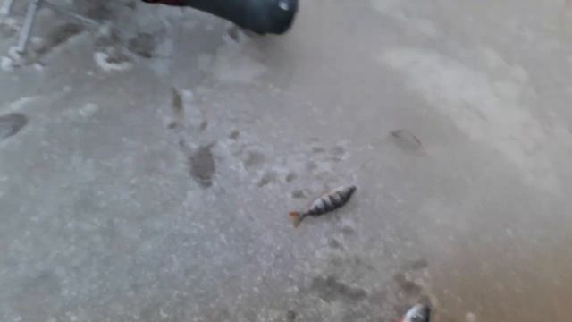 Река Оять, первый лёд, ловля окуня на мормышку. Доможирово, деревня Яровщина. Лодейное поле. смотреть онлайн