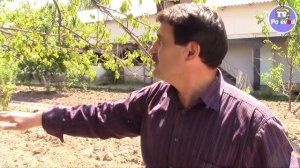 Парша на абрикосе. Лечение абрикоса от грибков.