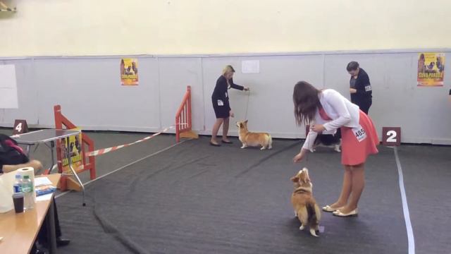 Паневежис, Литва,21.02.2016. Вельш корги Пемброк с Юлией Пугачевой смотреть онлайн