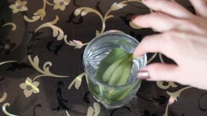 Реанимация орхидеи без корней / Янтарная кислота для реанимации орхидеи