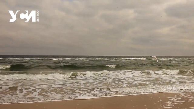 Пустынные пляжи и желтые листья: осеннее море в объективе УСИ смотреть онлайн
