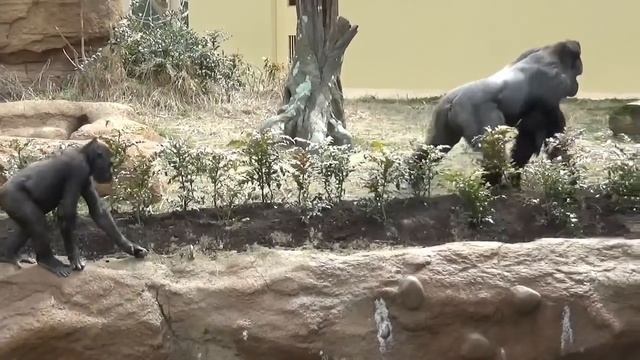 【シャバーニ 】【shabani】チンパンジー大興奮し過ぎ【東山動物園】
