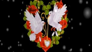 ФУТАЖ -СВАДЕБНЫЕ ГОЛУБИ-  ДЛЯ ВИДЕОМОНТАЖА