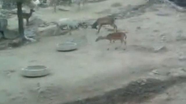 два оленя бьются из-за одной самки.mp4 смотреть онлайн